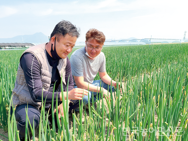 산지유통인 김진산 씨(사진 왼쪽)와 김진길 씨가 조만간 출하될 대파 생육 상황을 살펴보고 있다. 이들은 “봄대파 밭이 초록물결로 장관일 이룰 정도로 올해 생육 상황이 상당히 좋다”고 강조했다.