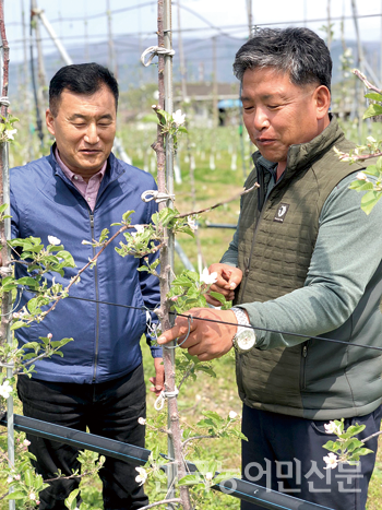 경북 농업명장 신종협(오른쪽)씨가 한용호 한농연경북도연합회장과 사과나무를 살펴보고 있다.