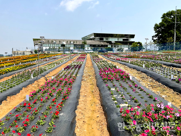 동오시드와 한국농수산대학이 공동협력으로 상품화에 성공한 국산 초화. 현재 동오시드R&D 센터에서 재배 중이다.