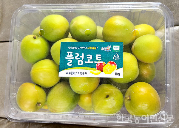 나주에서 출하하고 있는 플럼코트.