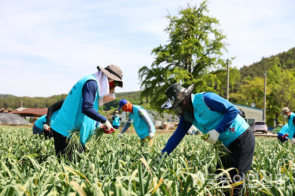 농림축산식품부는 지난 5월부터 6월 말까지 본격적인 농번기에 본부와 소속·산하 기관 직원들이 참여하는 농촌 일손 돕기를 진행한다.