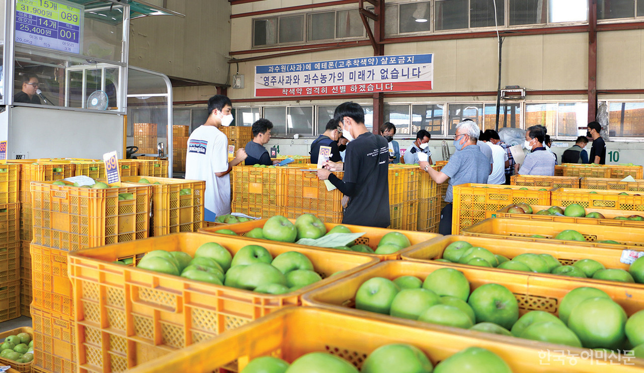 햇사과 출하가 본격적으로 이뤄지고 있는 경북 영주의 민영 산지공판장에서 6일 아침 사과 경매가 진행됐다.