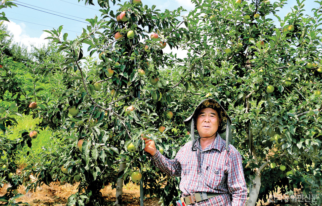 영주 봉현면에서 만난 이병규 농가가 일소(햇볕데임) 피해 상황을 얘기하고 있다.