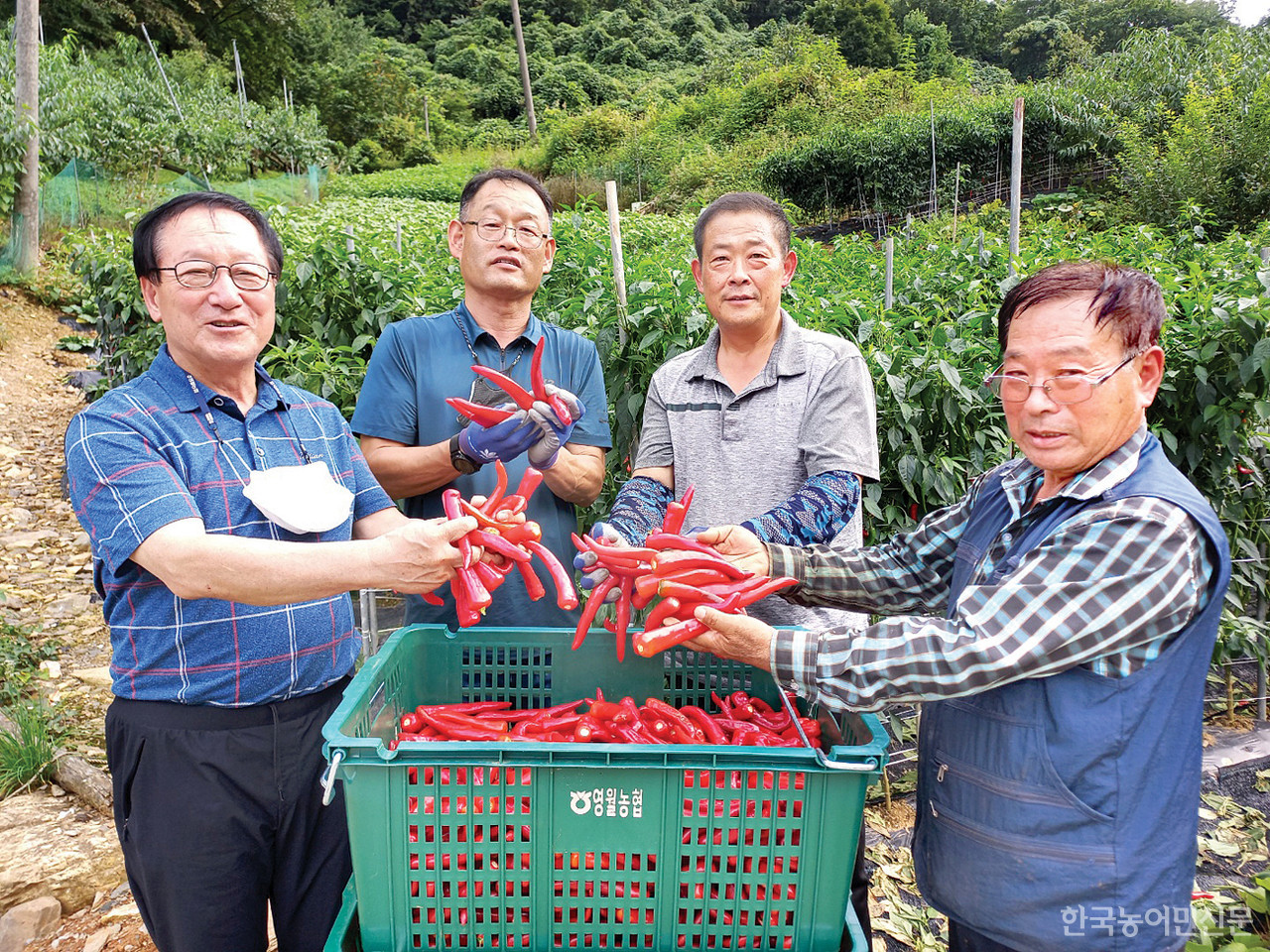 영월농협이 조합원들이 생산한 홍고추를 높은 가격에 수매하면서 큰 호응을 얻고 있다. 사진은 재배농민들과 수확한 홍고추.