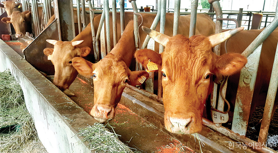 경남도 축산연구소의 한우사양시험을 통해 암소 수태율 개선에 효과가 있는 ‘코팅베타카로틴제’가 소에게 급여되고 있다.