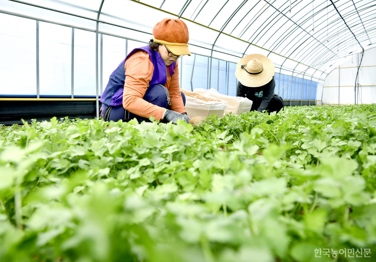 장수군이 새로운 농가 소득 작목으로 아열대 향신채소 ‘고수’를 선정해 재배기술 연구 사업 등에 주력하고 있다.