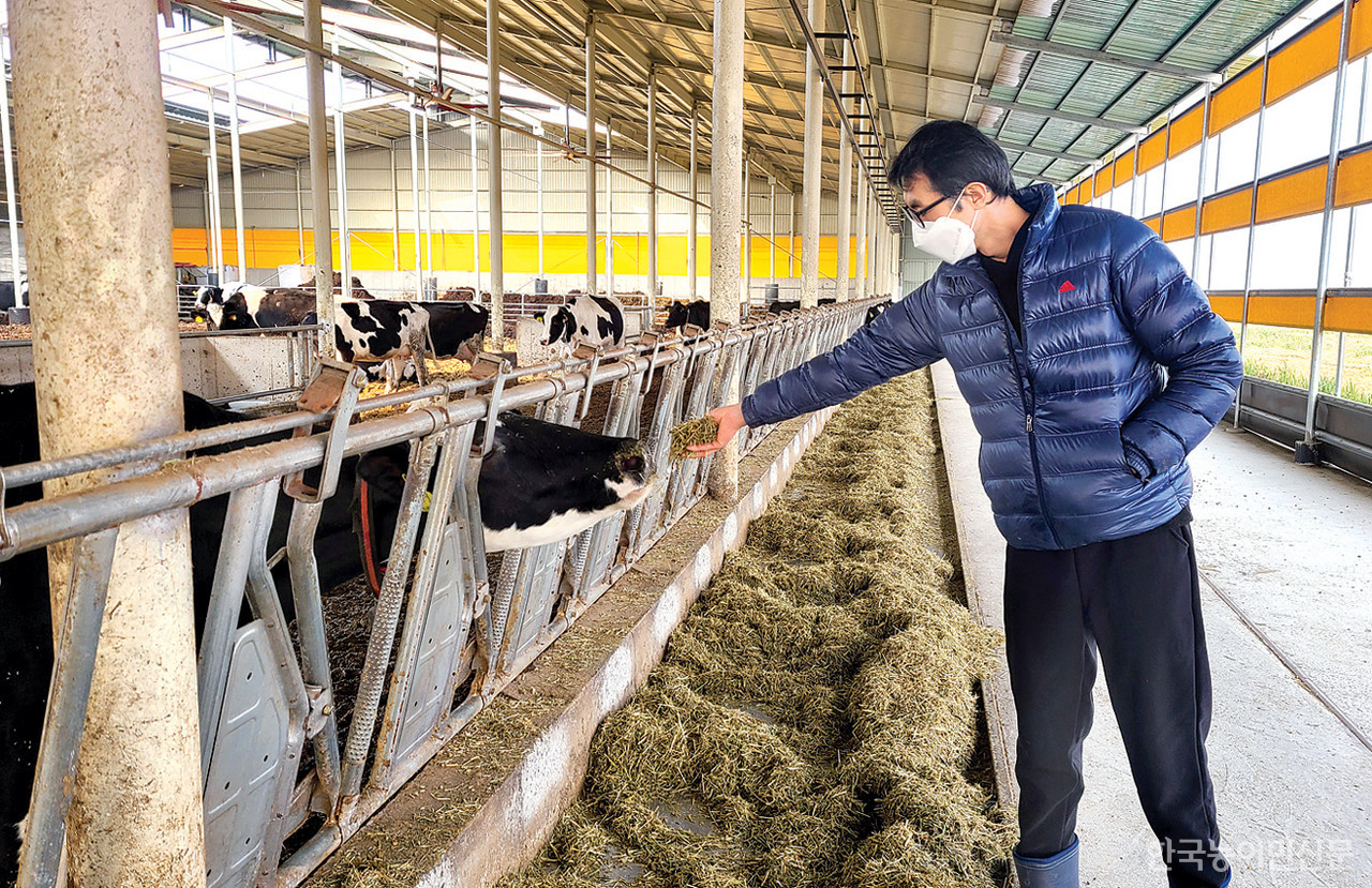 김재윤 대표가 젖소들을 살펴보고 있다. 