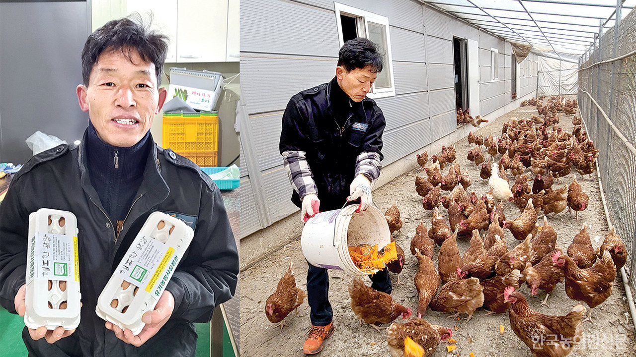 약초골농원은 자연순환농법을 통해 유기농 계란을 생산하고 있다. 사진은 강구영 약초골농원 대표가  '행복한닭알'을 소개하는 모습(왼쪽)과 닭들에게 유기농 늙은호박으로 간식을 주는 모습.