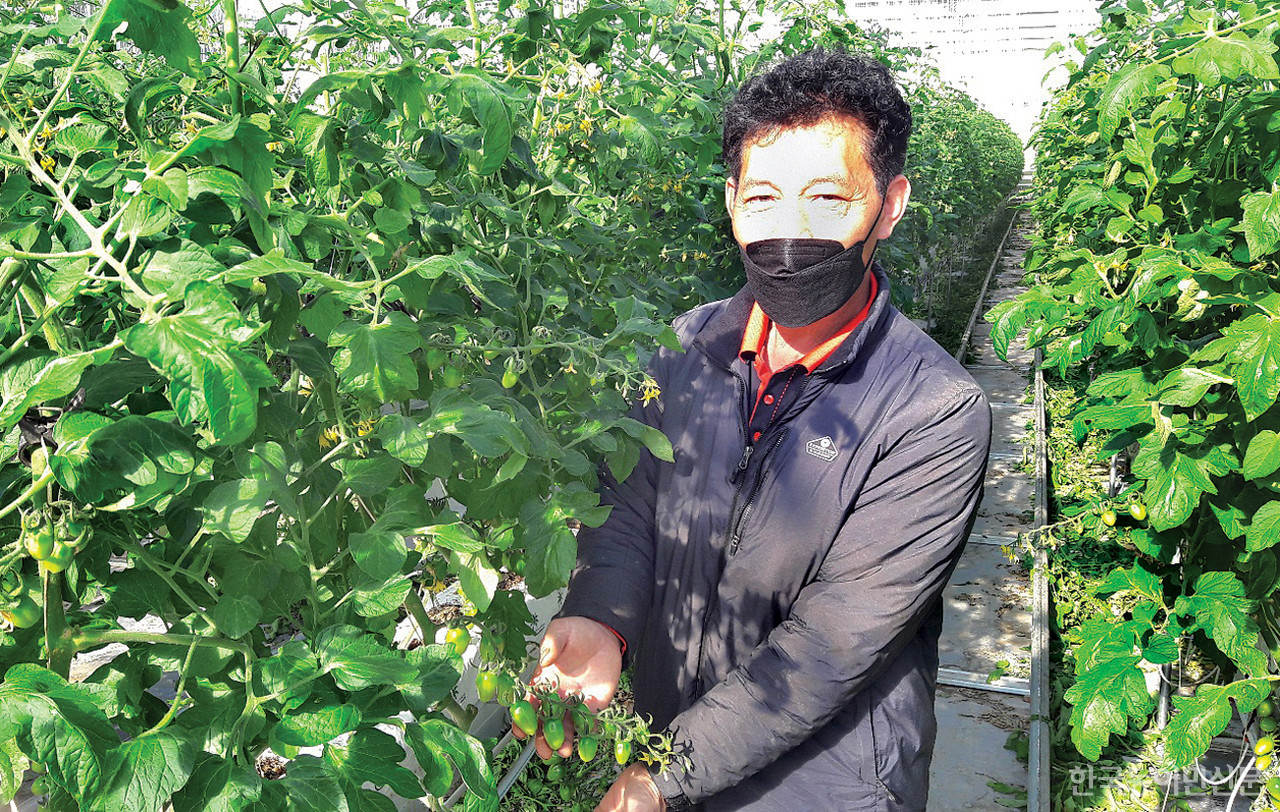 부여 세도면에서 대추방울토마토를 재배하는 정창식 한농연부여군연합회 사업부회장은 토마토 연중 생산을 위해 과감한 투자로 수경재배 용 18연동 시설하우스를 건립했다.