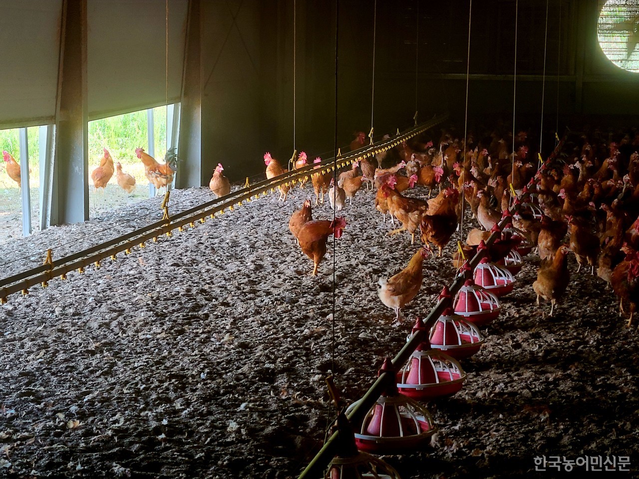 제주웰빙 협력농장인 부성농장의 알닭들이 양계장 안과 들판을 운동장 삼아 자유롭게 넘나들고 있다.