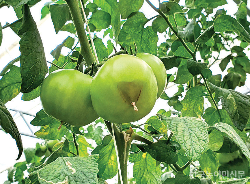 토마토는 한낮 시설온도를 35도 이하로 유지하고, 다습하거나 극심하게 건조하지 않도록 재배 관리해야 한다. 사진은 토마토 배꼽썩음병 초기 증상.  