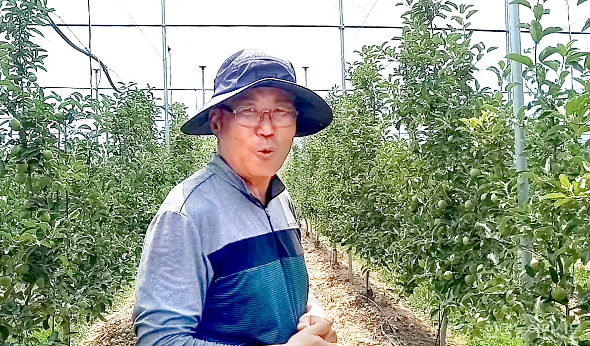 이명희 사과농가가 사과 생산량을 극대화 할 수 있는 평면형 수형의 장점에 대해 설명하고 있다.