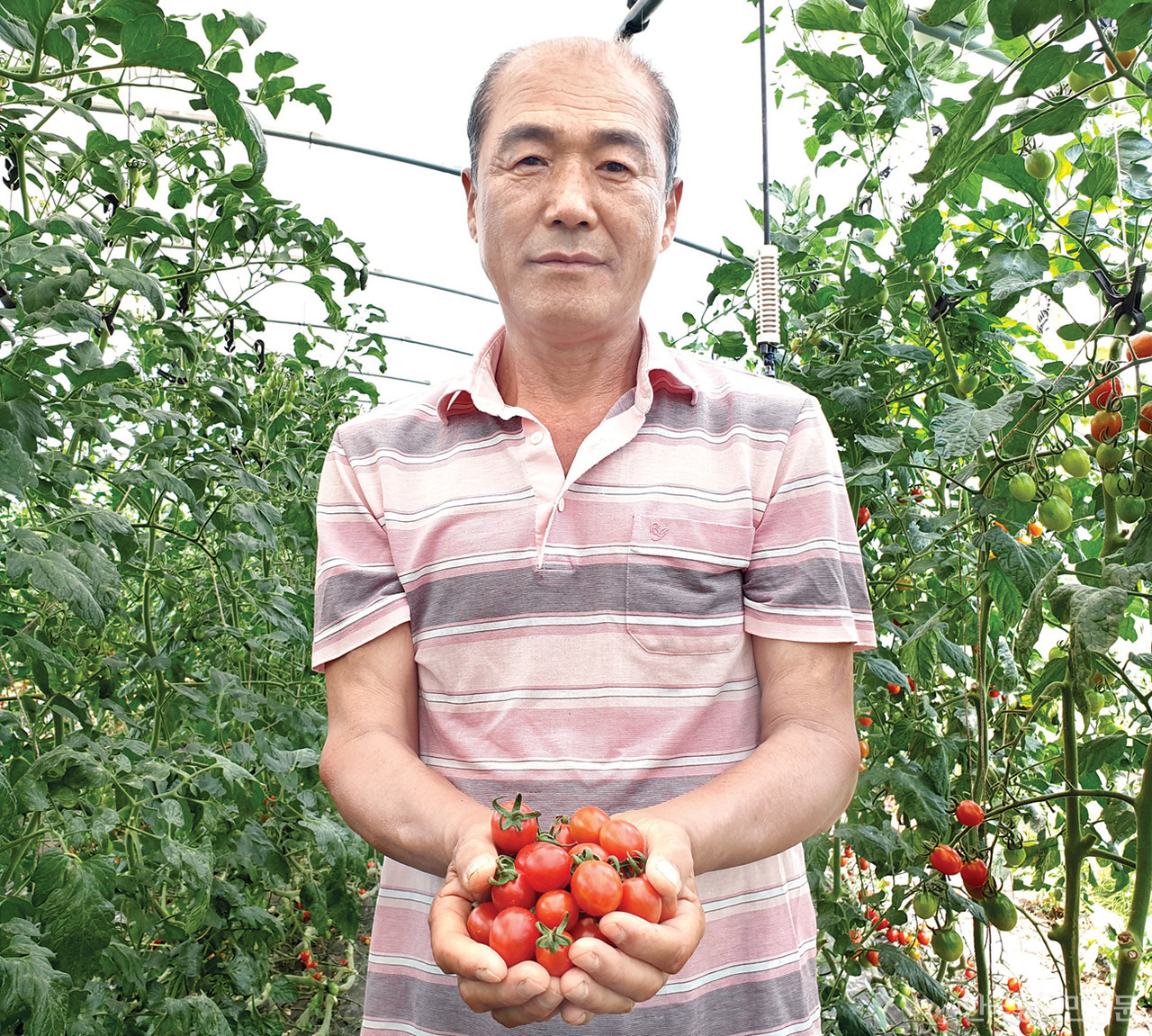이철재 전 한국후계농업경영인서천군연합회장이 본인이 재배한 방울토마토를 들고 웃고 있다.