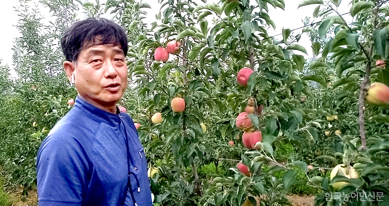 경북지역 유일한 사과마이스터인 김동섭 씨는 초밀식 및 다축방식으로 사과를 재배하고 있다.