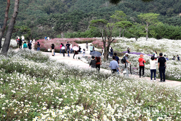 제15회 정읍 구절초 꽃축제가 정읍시 산내면 ‘정읍 구절초 지방 정원’에서 10월 16일까지 18일간 열린다. 