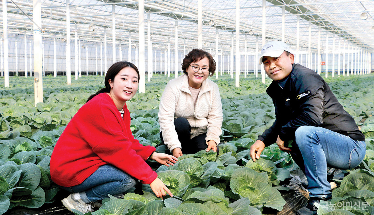 농산물 수출 불모지였던 전북 군산은 꼬꼬마양배추 생산에 집중하면서 농가소득 증가와 수출 확대 등의 괄목할 만한 성과를 내고 있다. 16일 군산시농업기술센터 오영숙 소득작목계장(가운데)과 최유진 농촌지도사(왼쪽)가 꼬꼬마양배추 생육 상황 및 애로점을 살피기 위해 박영철 군산소형양배추연구회 회장(오른쪽)의 시설농장을 방문했다. 