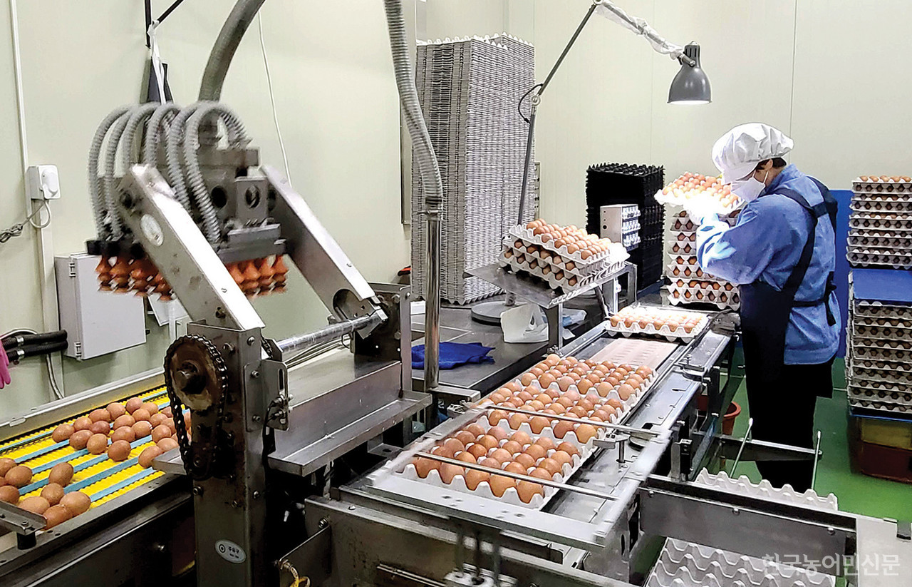 계란업계에선 생산 현장에서 사룟값과 유류비 인상 등으로 생산비가 급등한 상황에서 계란값은 오름세를 보여야 한다고 강조한다. 사진은 계란유통센터에서 계란 선별 모습. 