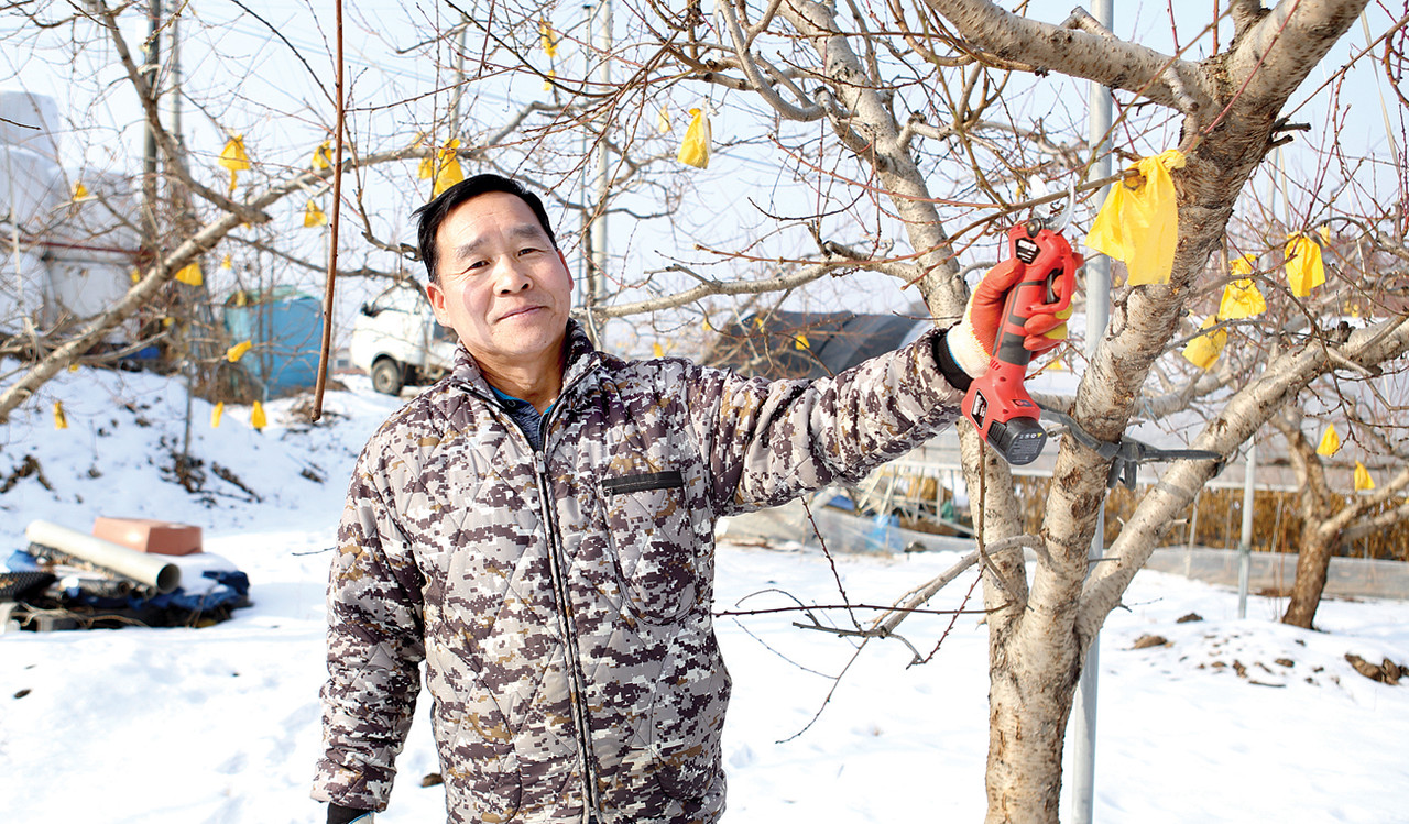 신성호 한농연 춘천시연합회 회장이 조경용 전지가위로 복숭아나무 가지를 정리하고 있다.