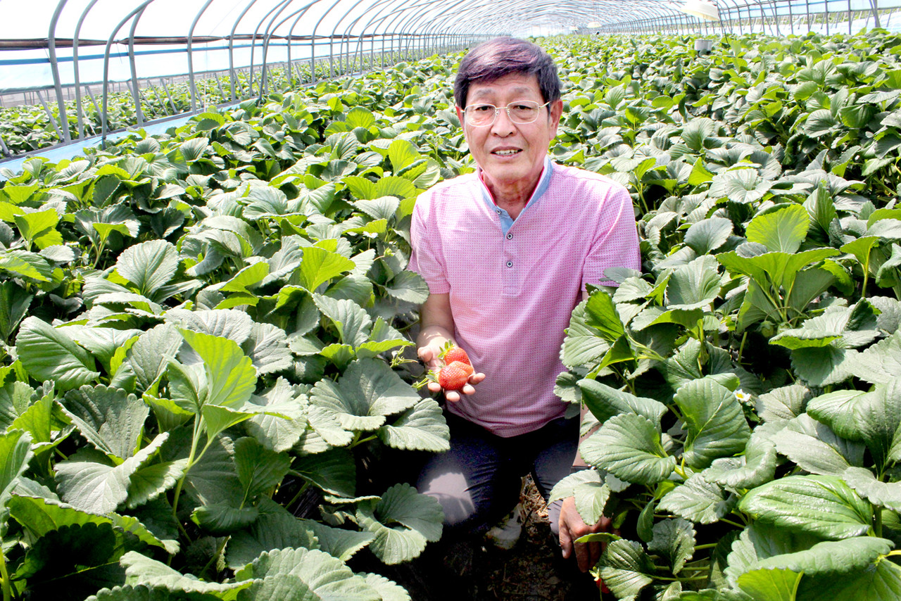 전남 담양의 와우딸기작목회 기세출 회장은 지난 10여년 동안 딸기 죽향 품종을 토경재배로 생산하고 있다. 