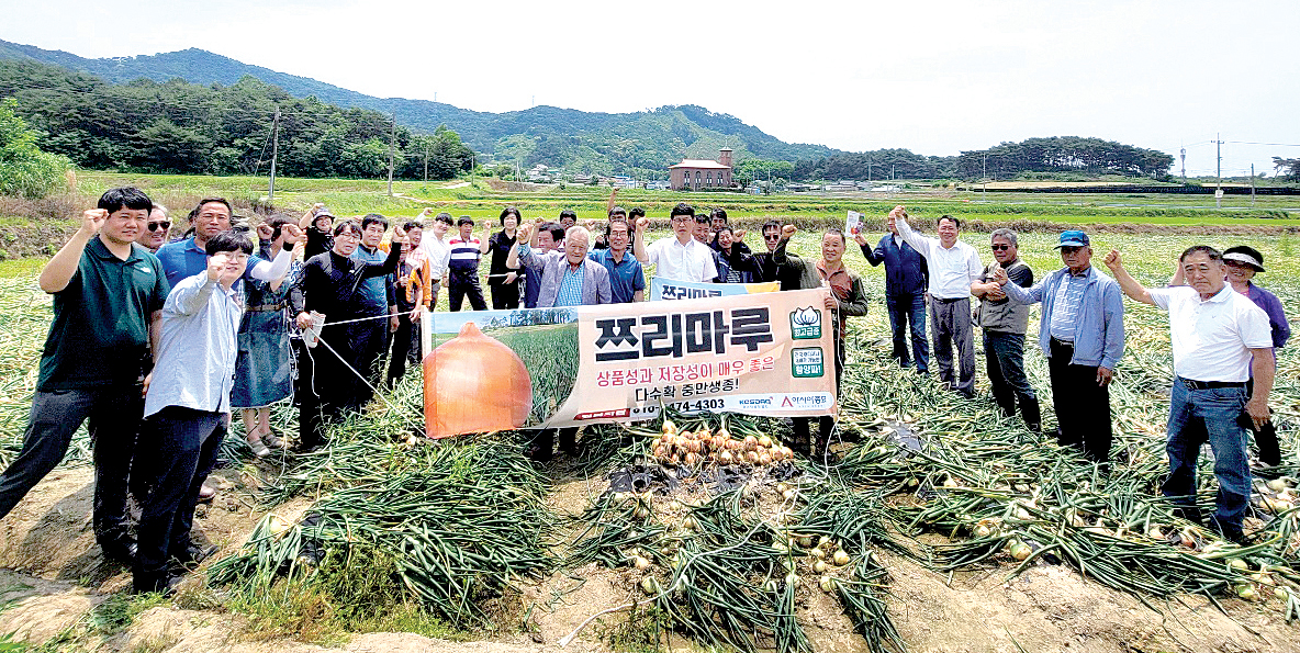 전북 남원시 덕과면에서 열린 아시아종묘 ‘쯔리마루’ 양파 품평회. 이날 행사에 재배농가를 비롯한 40여 명이 참석했다. 
