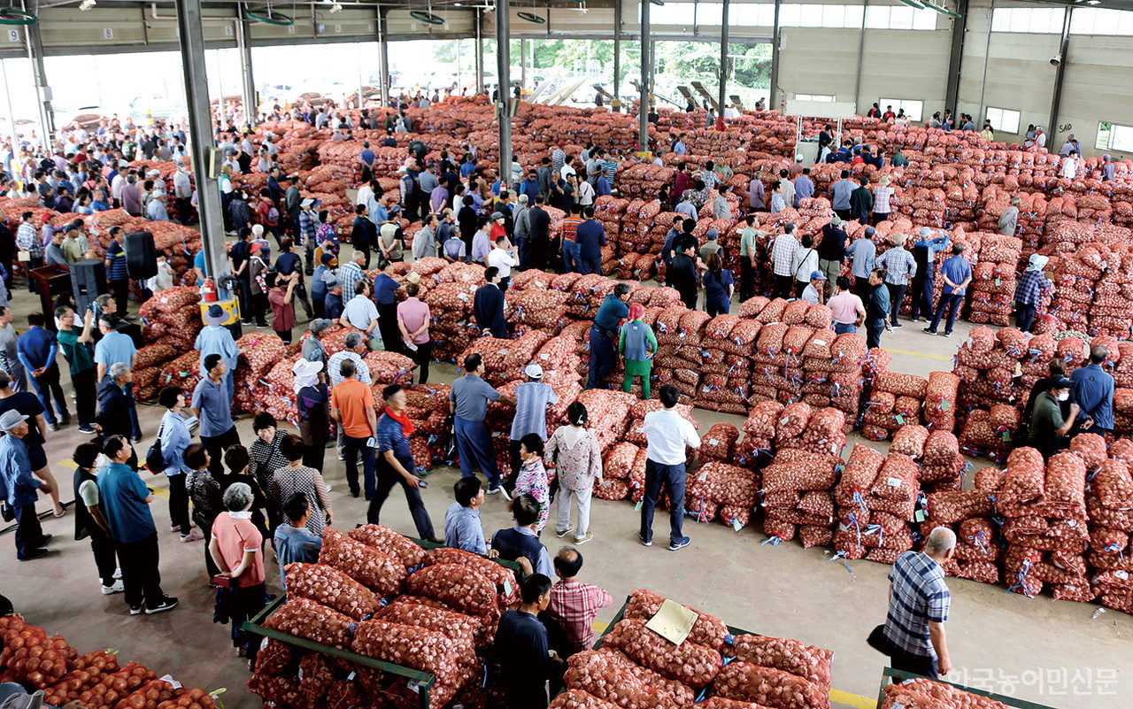 마늘 생산 농가들이 이날 초매식 현장을 찾아 올해산 건마늘의 첫 경매 상황을 예의주시했다. 