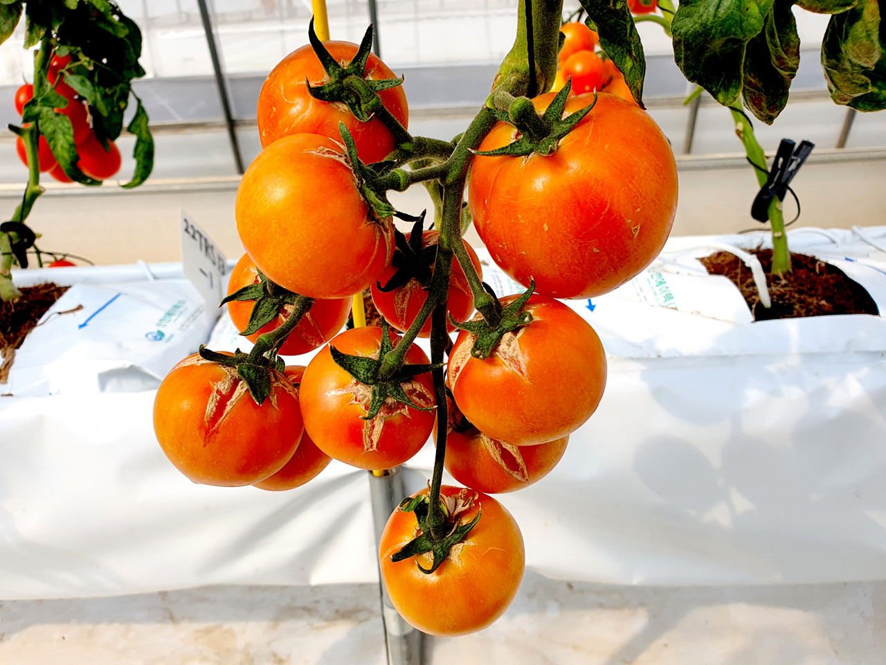 여름철 잦은 비로 증가하는 토마토 열매 터짐을 예방하기 위한 토양 수분 관리가 중요하다. 