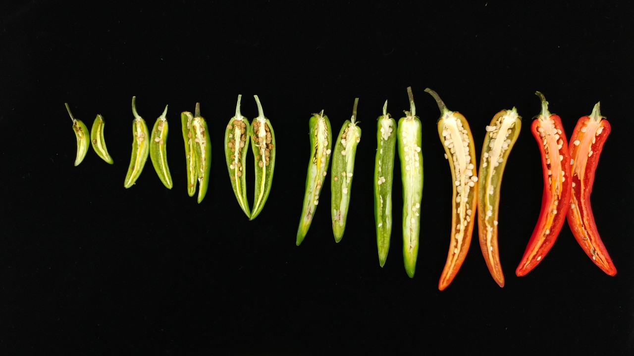 풋고추의 수확시기를 다소 늦추면 냉장 보관 중 씨앗의 갈변을 억제할 수 있다. 