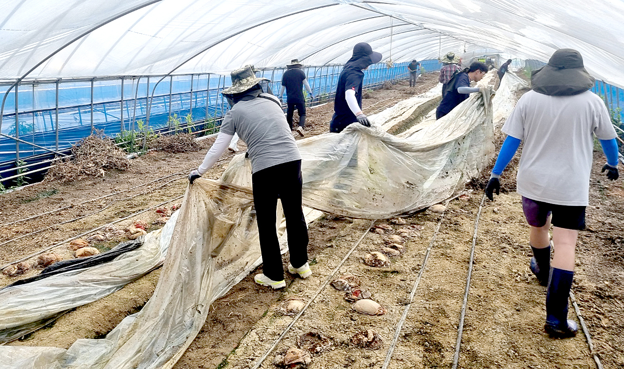 천안시농업기술센터의 수해 복구 지원 모습. 충남 천안시 제공