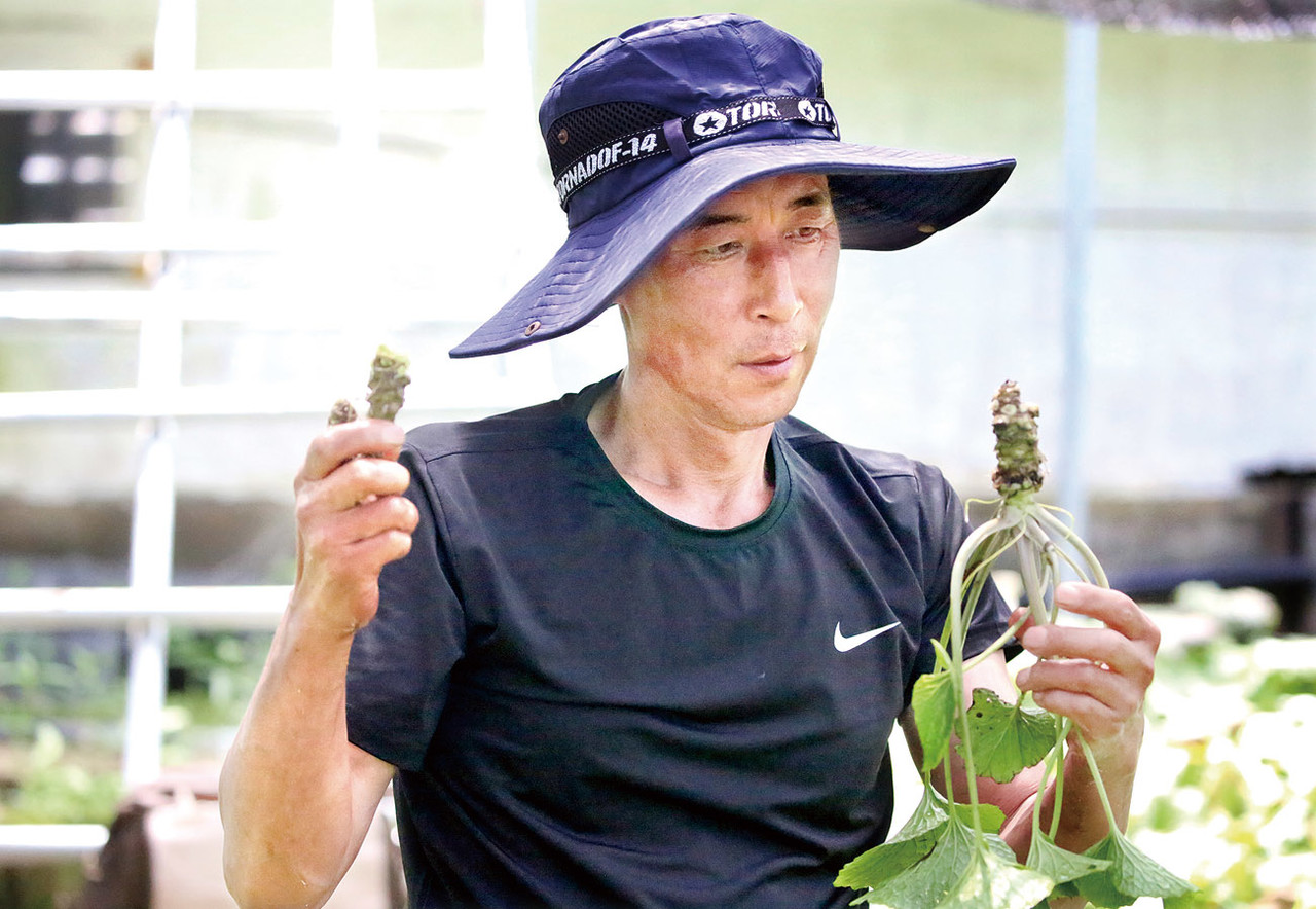 이웅재 수석부회장이 평창군에서 최초로 시도하고 있는 용천수 재배 고추냉이의 생육 상태를 확인하고 있다.