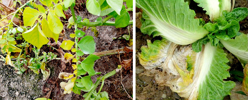 토양에서 번식하는 병원균에 의해 발생하는 반쪽시들음병에 감염된 감자(왼쪽)와 배추(오른쪽)는 말라 죽거나 생산량이 감소한다.  