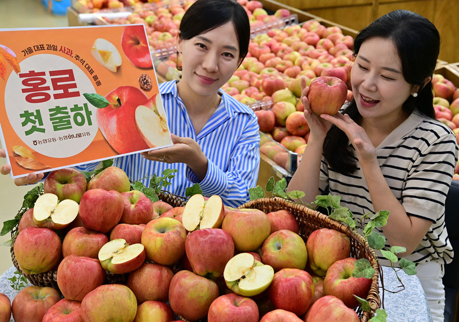 8월 20일 서울 서초구 하나로마트 양재점에서 모델들이 추석 제수용으로 사용되는 ‘홍로’ 사과를 소개하고 있다.