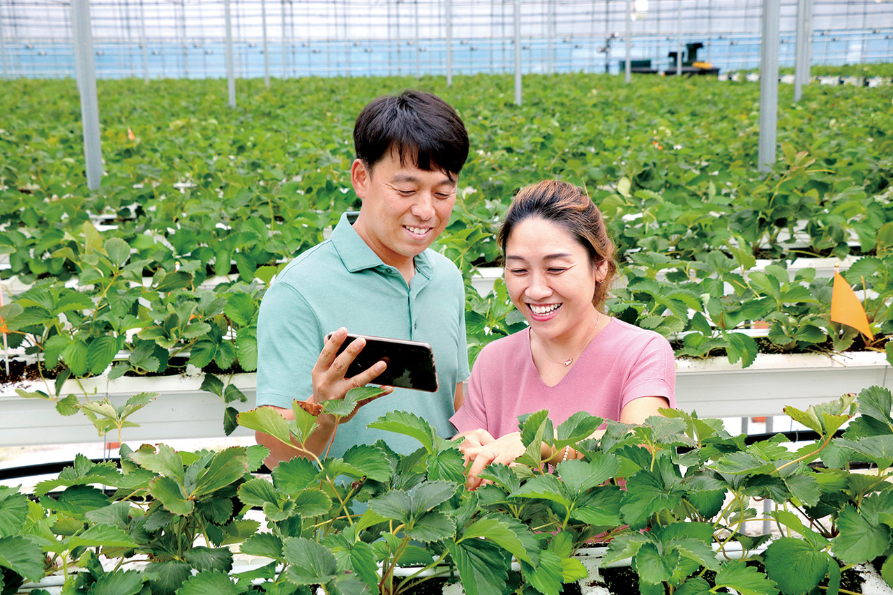 춘자네 베리팜은 충북 괴산에서 처음으로 운영되고 있는 스마트팜 딸기 농장이다. 김성광·정찬실 부부가 스마트폰으로 농장의 상황을 살펴보고 있다. 