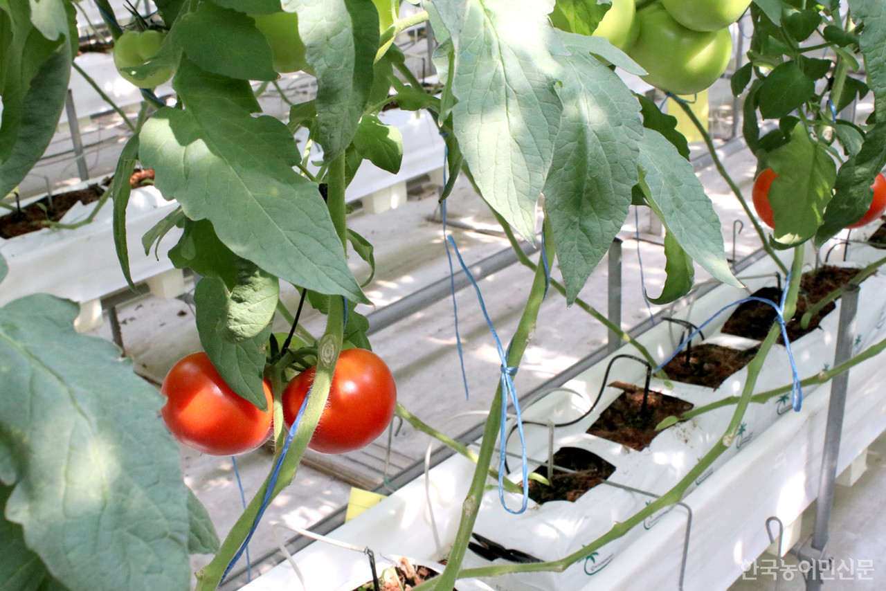 로즈밸리 농장에서 재배중인 토마토. 현재 이 토마토는 새로운 품종으로 적응 시험 중이다. 