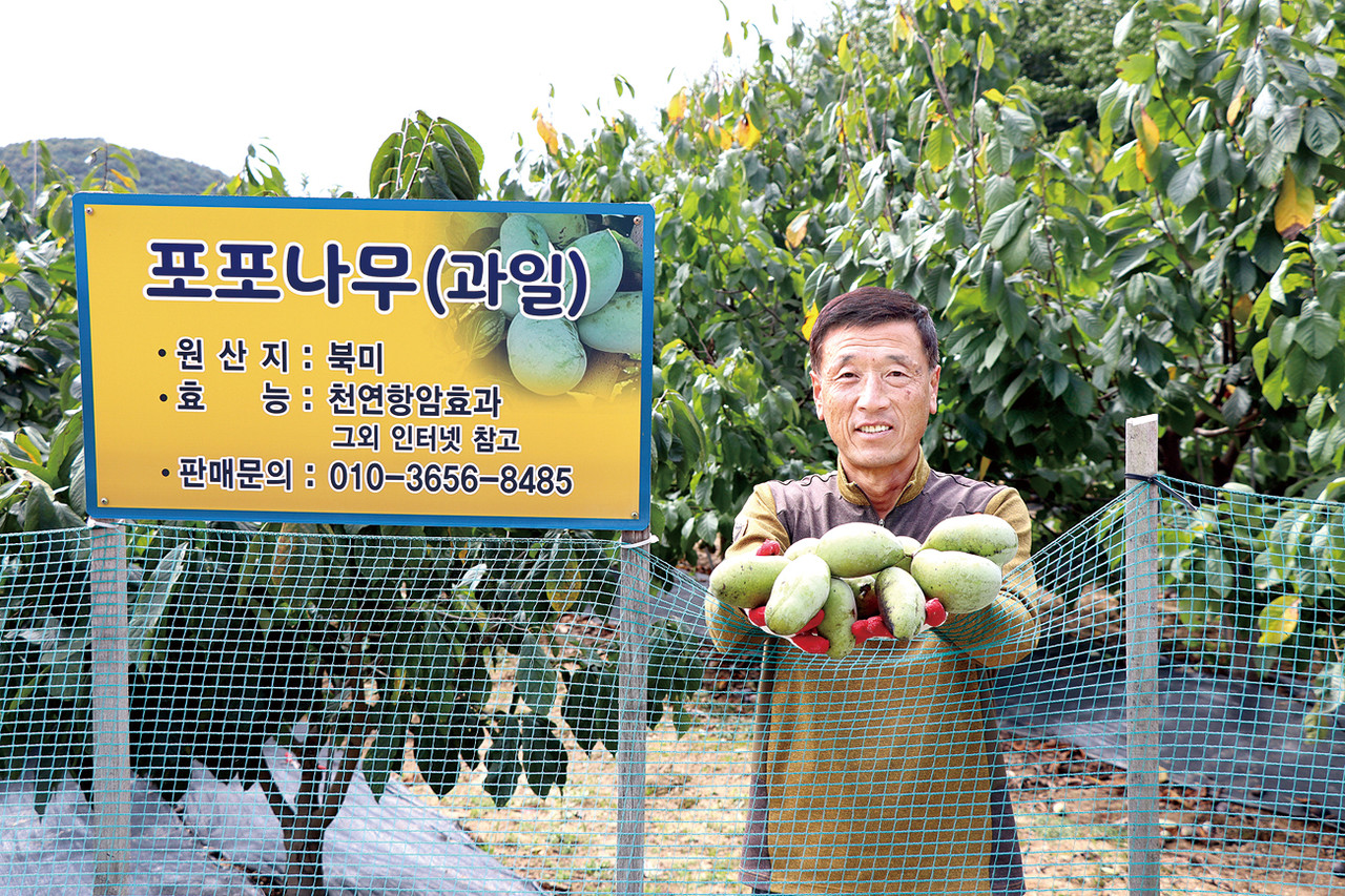 35년간 인삼농사에 매진해온 이훈구 회장은 최근 포포나무 재배에 성공해 신소득작물 육성에 앞장서고 있다. 