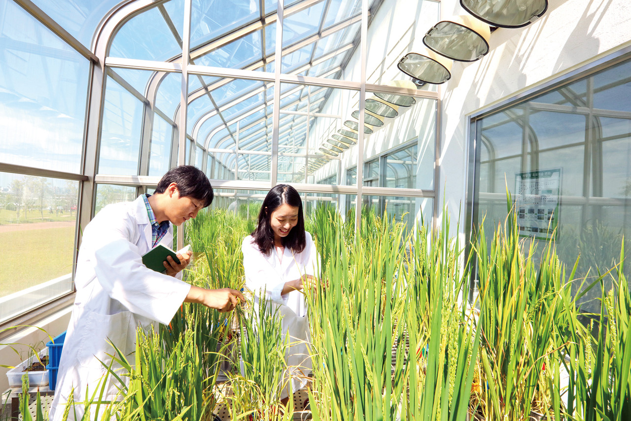 농촌진흥청은 1964년 개청 이후 식량안보와 쌀자급률을 위한 쌀 품종 및 벼 재배기술 연구에 주력해 왔다.