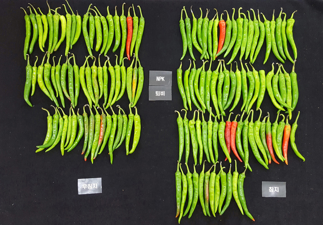 ‘바실러스 벨레젠시스 GH1-13’ 희석액에 침지한 고추 종자(오른쪽)로 재배한 결과 관행 재배보다 수확량이 대폭 증가했다. 