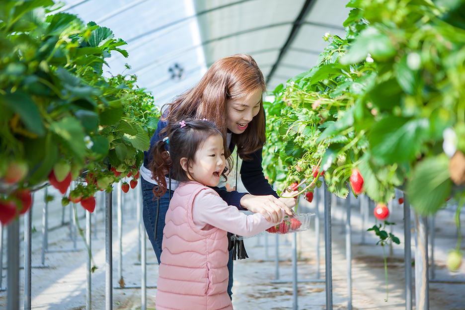 군산 행복한 하늘딸기농장에는 수확철이 되면 가족단위 방문객들의 발길이 이어지고 있다.
