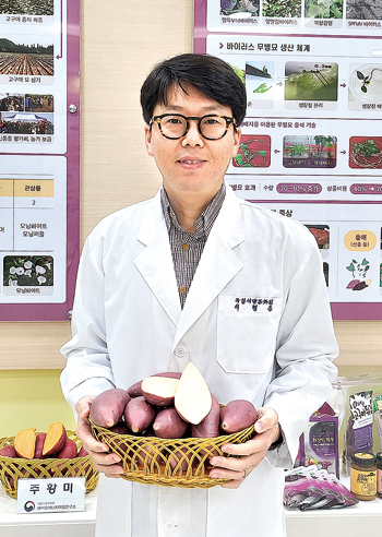 농촌진흥청 바이오에너지작물연구소의 이형운 연구사가 진율미 고구마를 선보이고 있다.