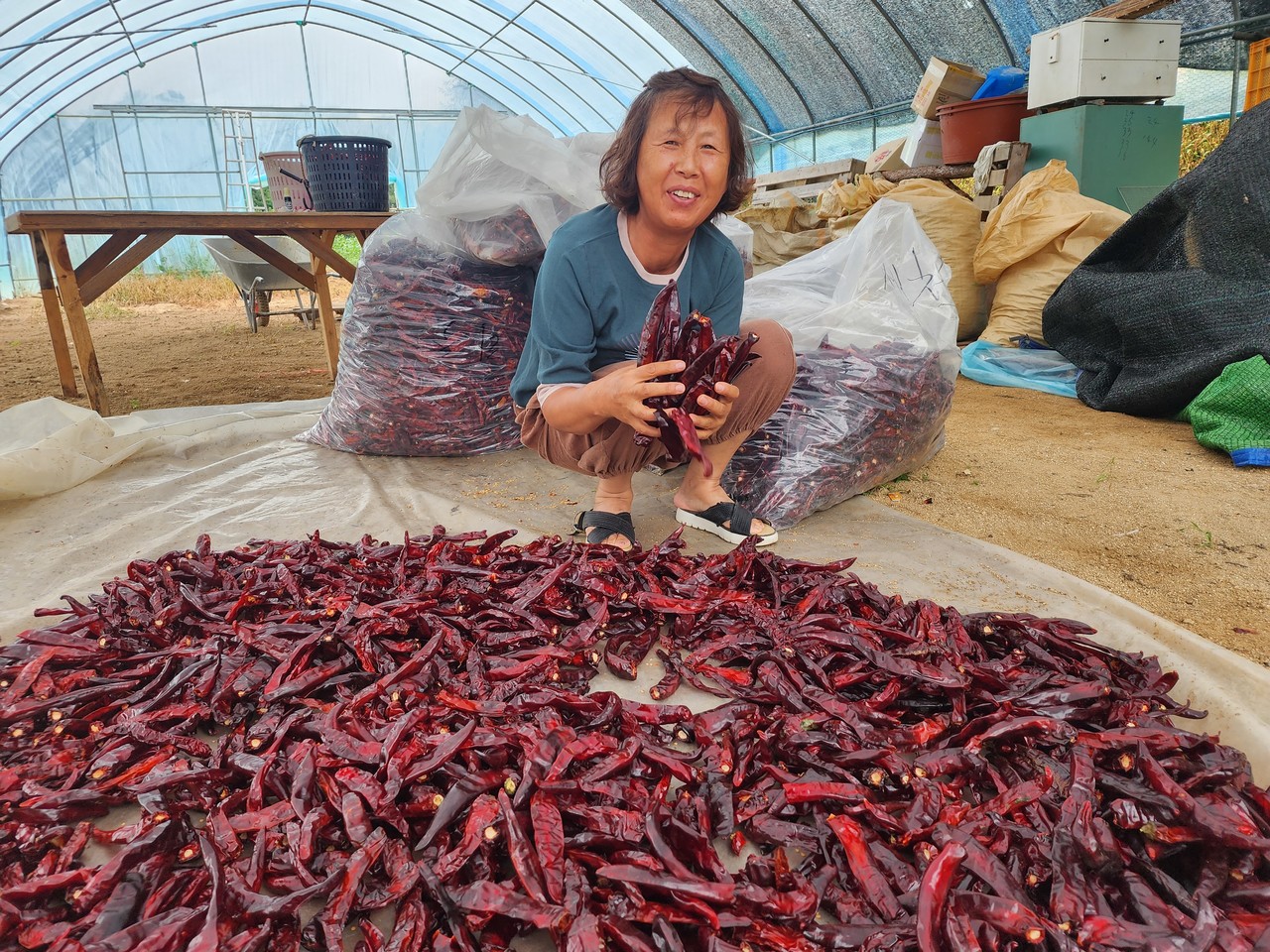 박차순 씨 고추 수확량은 전년보다 40% 정도 늘었다.