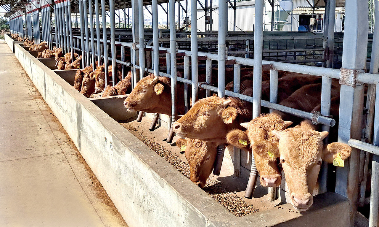 농협 축산경제가 진행하고 있는 ‘소 사육방식 개선 시범사업’대상 한우. 600마리를 대상으로 유전능력·사육기간·영양수준·사료종류 등 4가지 조건으로 나눠 탄소저감 가능성을 시험 중이다.