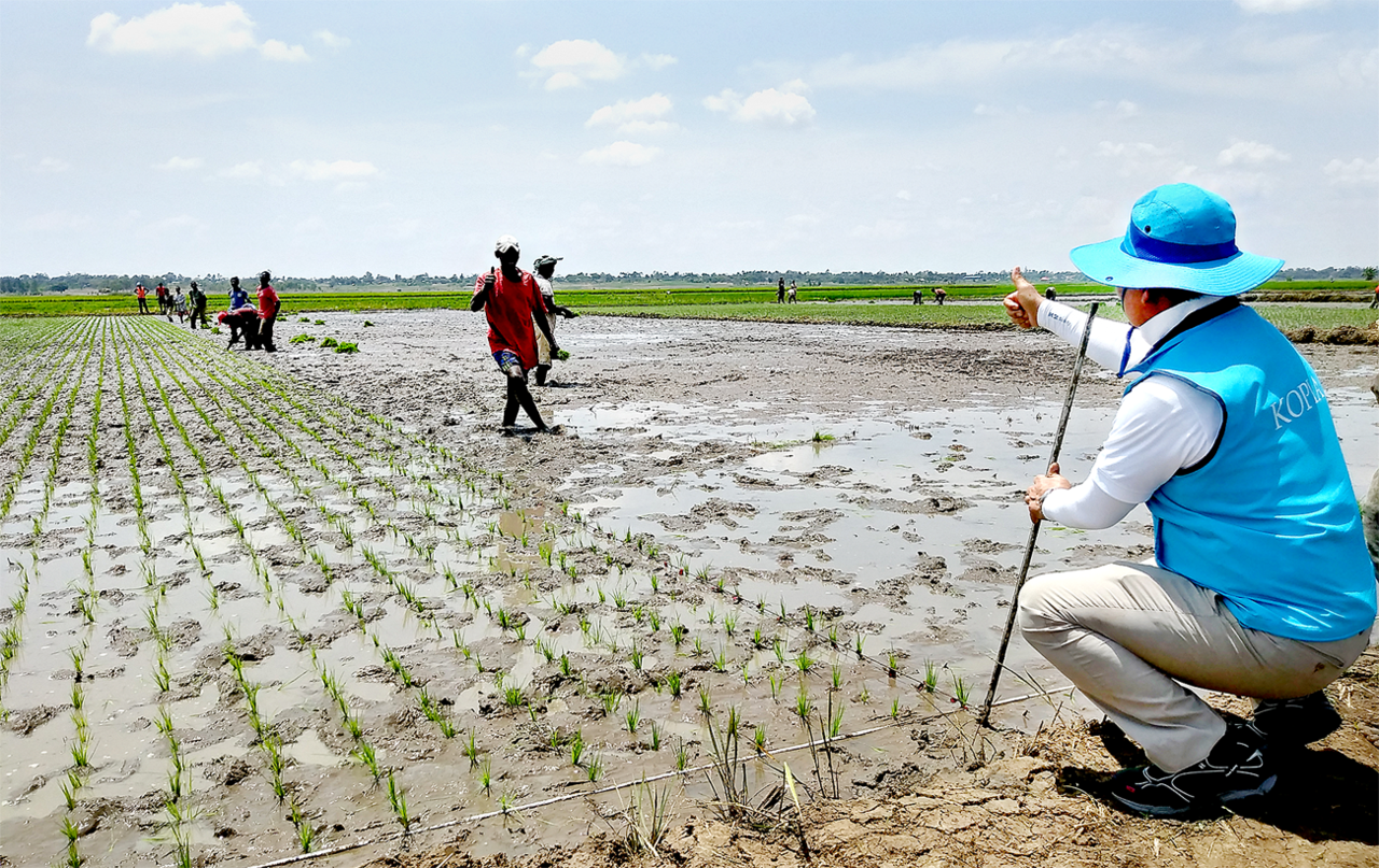농촌진흥청은 아프리카 식량난 해소를 위해 올해 7개국에서 ‘아프리카 벼 우량종자 생산 사업(라이스피아)’을 본격 시행한다. 
