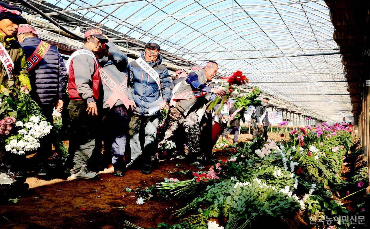 화훼농민들이 한·에콰도르 SECA 체결에 항의하며 거베라가 심겨진 꽃밭 위로 장미, 국화, 거베라를 던지고 있다. 정윤재 부산경남화훼생산자연합회 공동대표(오른쪽)는 트랙터에 올라 갈아엎을 준비를 하고 있다.