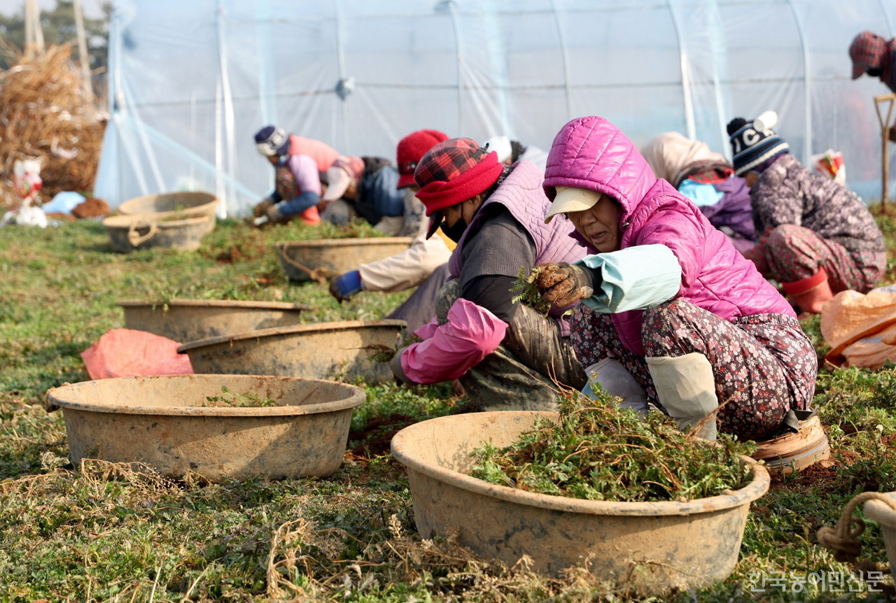 태안지역 농민들이 10일 남면 달산리에서 냉이를 수확하고 있다.