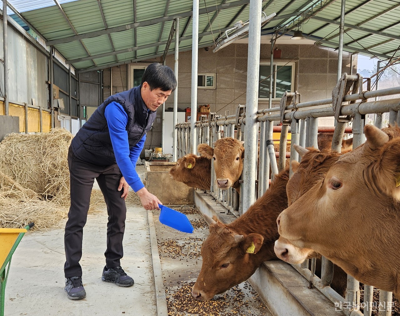 김진택(61) 한국후계농업경영인보령시연합회 웅천읍회장이 축사에서 사료를 주고 있다.