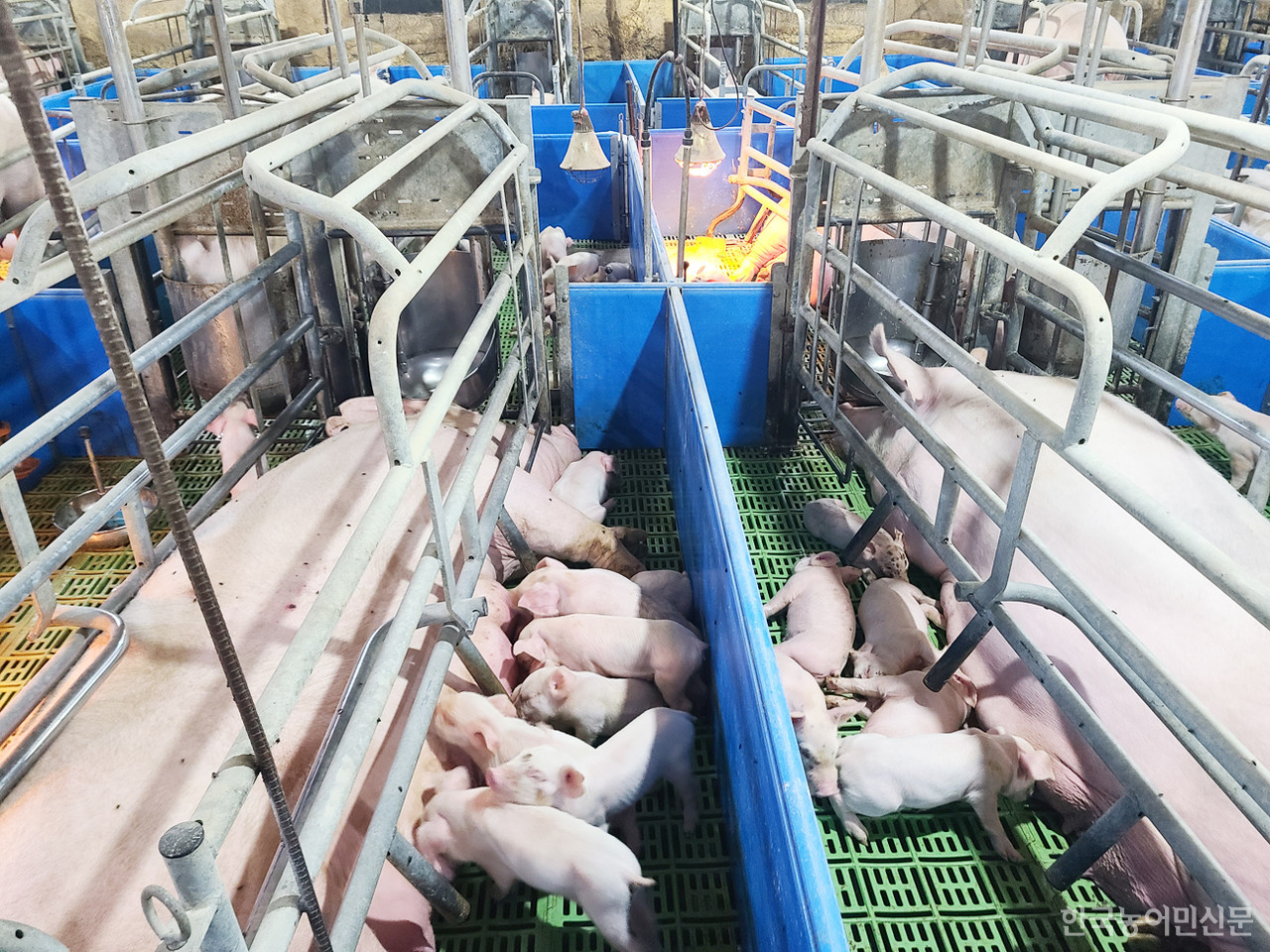 전국 돼지농장으로 확산되고 있는 생산성 약화 주범 PRRS는 모돈 번식 장애와 더불어 전 연령대 호흡기 질환 등을 유발한다. 