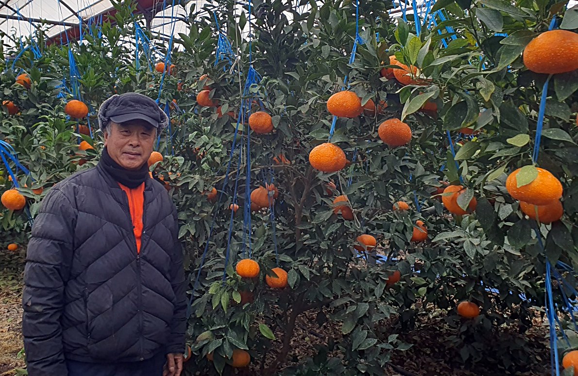 제주감귤박람회조직위가 ‘2024 제주감귤박람회 감귤품평회’에서 레드향 부문에서 제주 조천읍 이정선씨 농가가 금상을 수상했다.