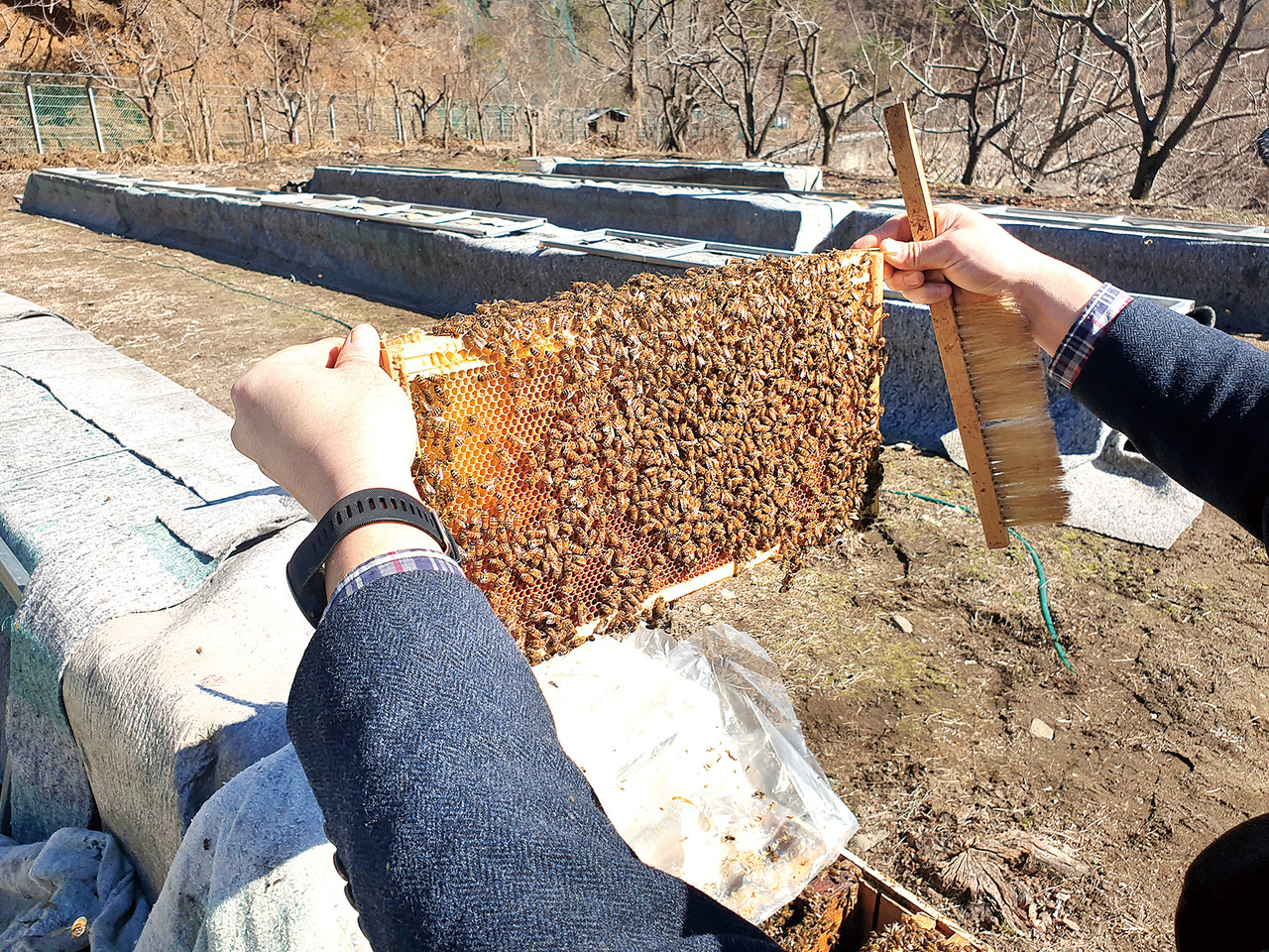 꿀벌 폐사를 방지하기 위해선 꿀벌응애류를 적기 방제해야 한다. 