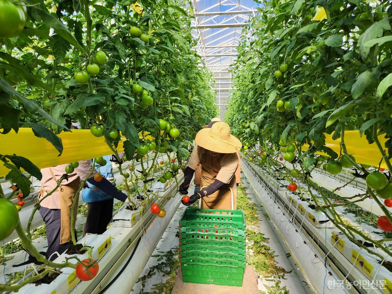 경남 스마트팜 혁신밸리 청년창업보육센터 실습농장에서 청년농업인들이 토마토를 수확하고 있다.
