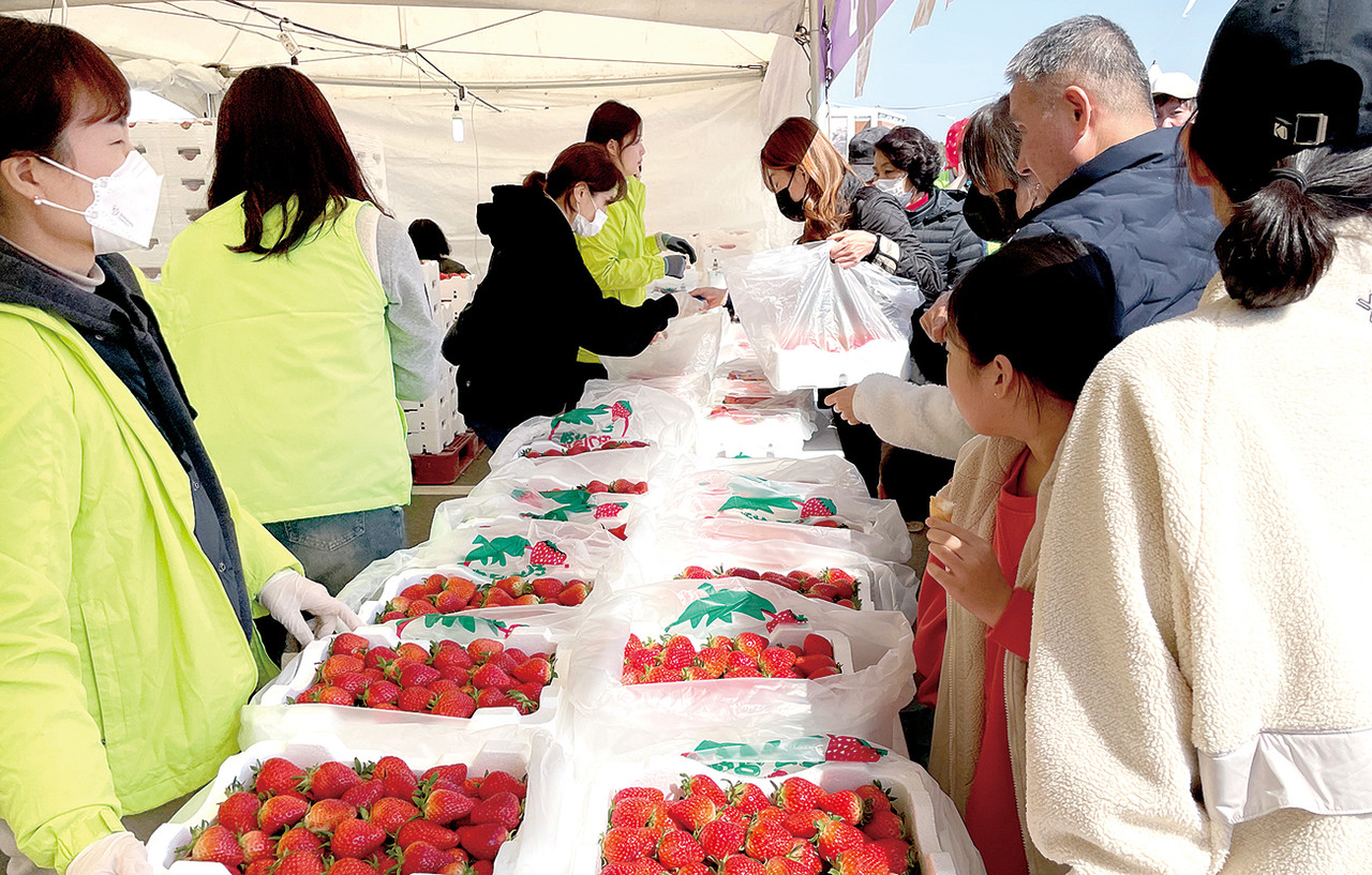 완주 삼례딸기 축제를 찾은 관람객들이 현장에서 신선한 딸기를 구입하고 있다.