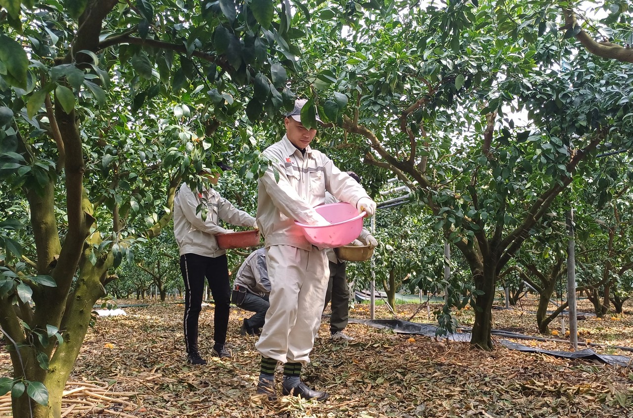베트남 남딘성 공공형 외국인 계절근로자들이 감귤원에서 농작업을 하고 있다.